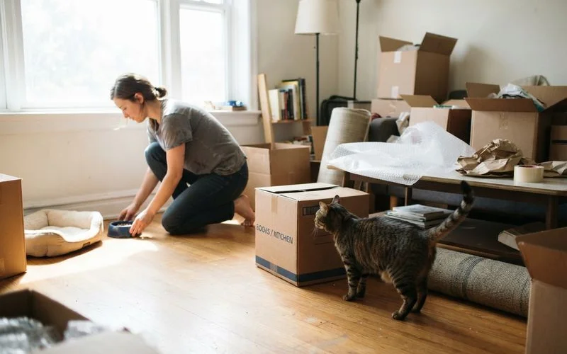 Moving boxes in a new apartment with a dog resting calmly on the floor nearby amid the unpacking