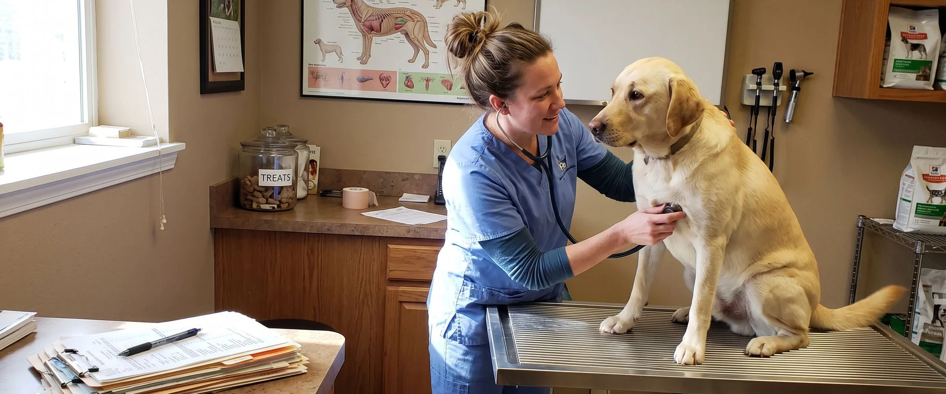 General Veterinary Care in Denver CO