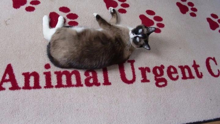 Animal Urgent Care