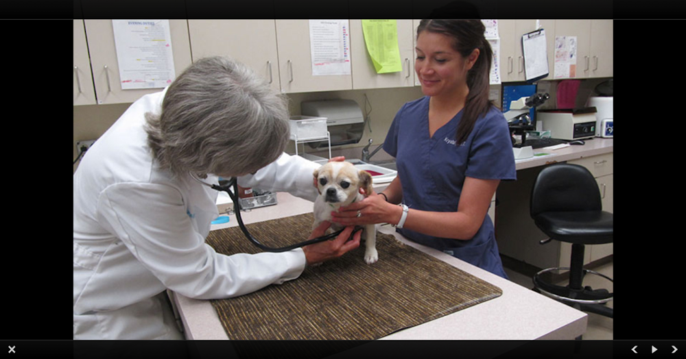 Care Animal Hospital