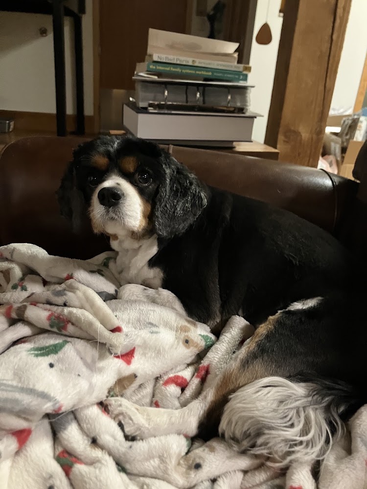 Dr Robin's Housecall Veterinary Services