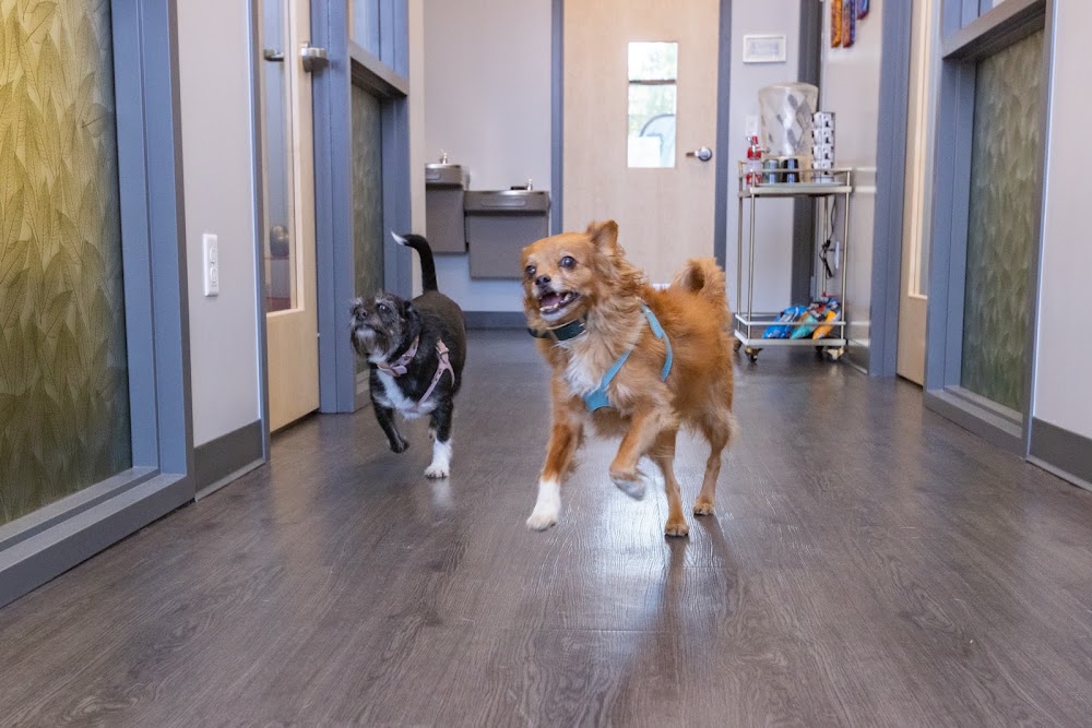 PetVet365 Pet Hospital Denver / University
