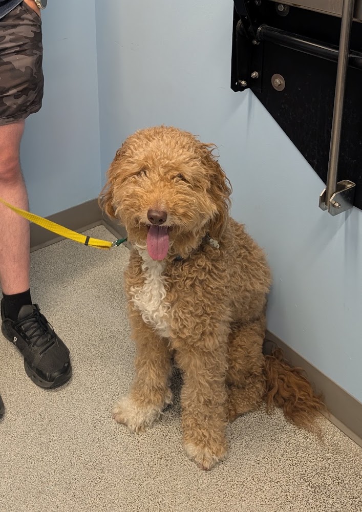 RiNoVet Animal Emergency Care