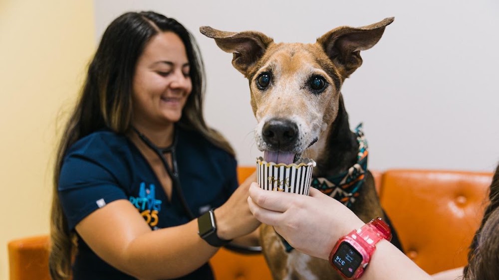 PetVet365 Pet Hospital Denver/Westminster