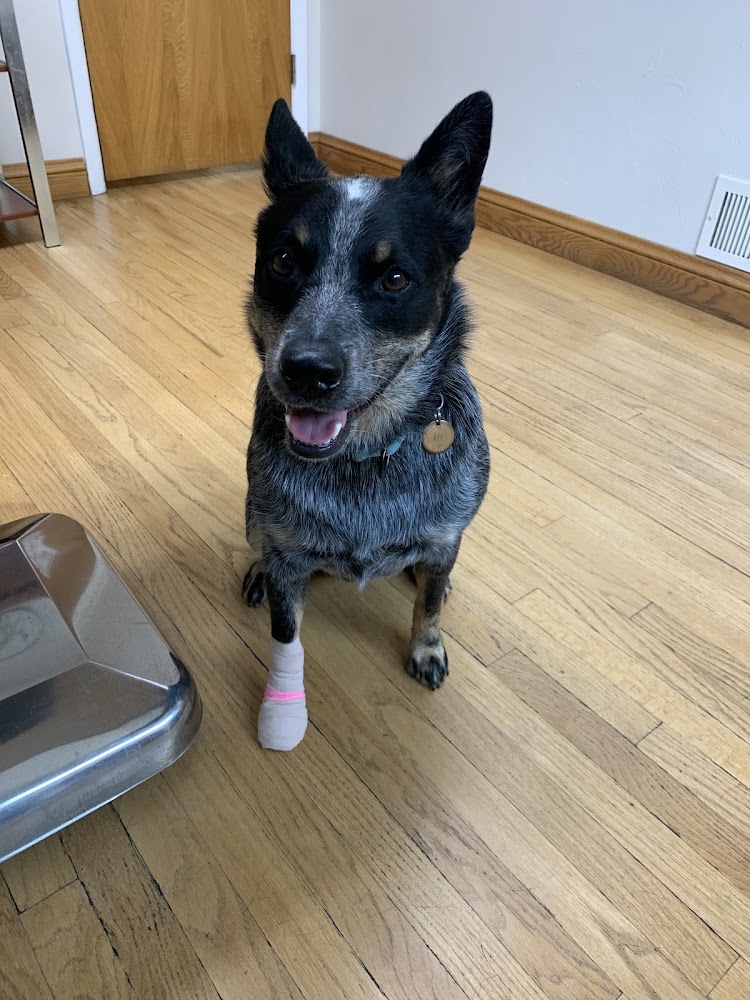 Wadsworth Animal Hospital