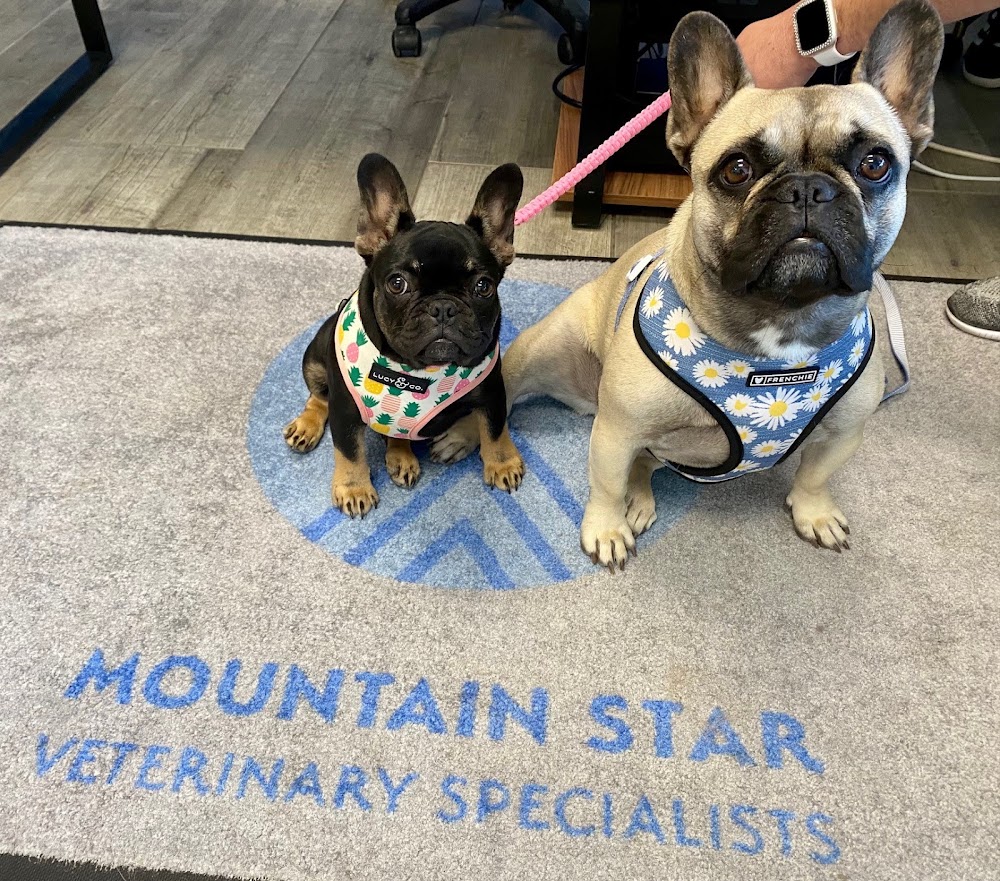 Mountain Star Veterinary Specialists