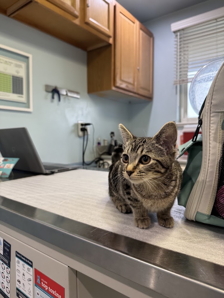 Animal Health Care Denver