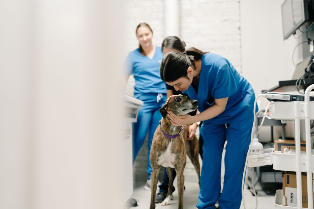 GoodVets South Denver