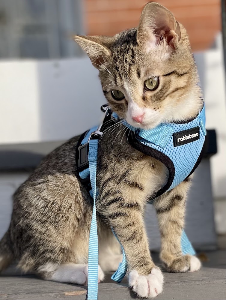 Urban Vet Care